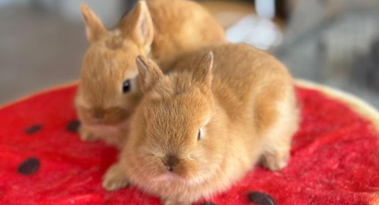 Gümüşhane Tavşan