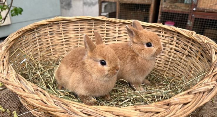Gümüşhane Büyümeyen Tavşan