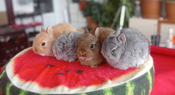 Gümüşhane Cins Tavşan