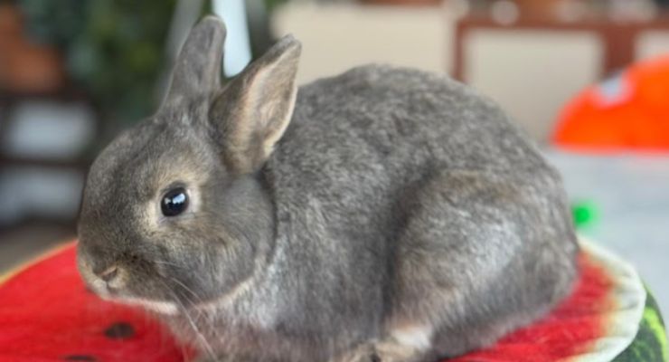 Gümüşhane Ev Tavşanı