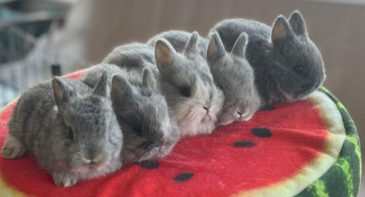 Gümüşhane Evcil Tavşan