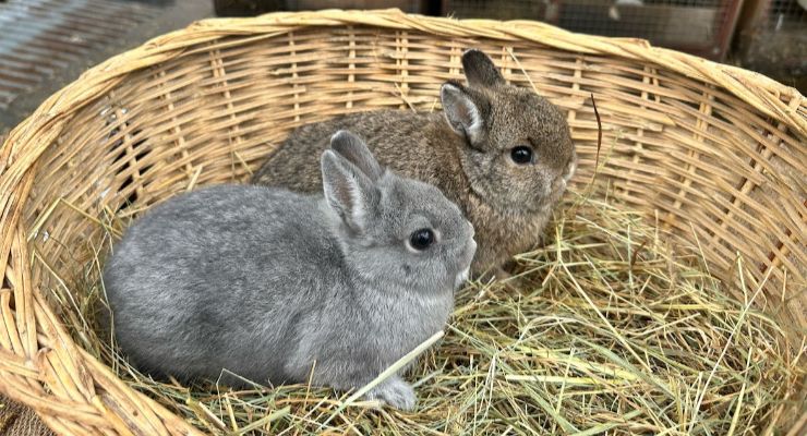 Gümüşhane Yavru Tavşan
