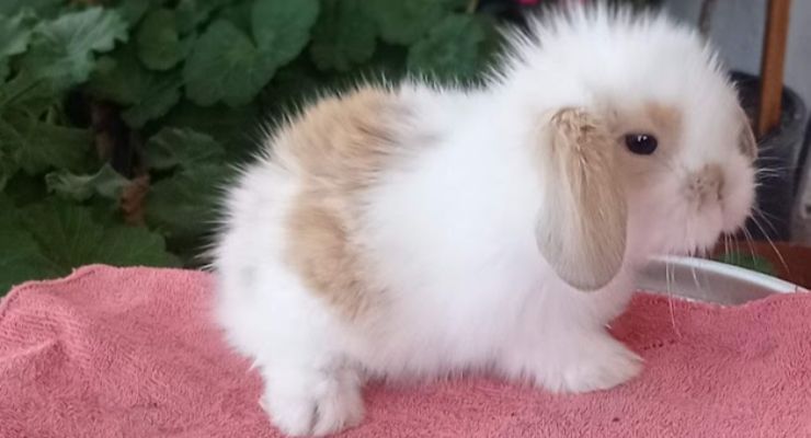 Gümüşhane Hollanda Lop Tavşan